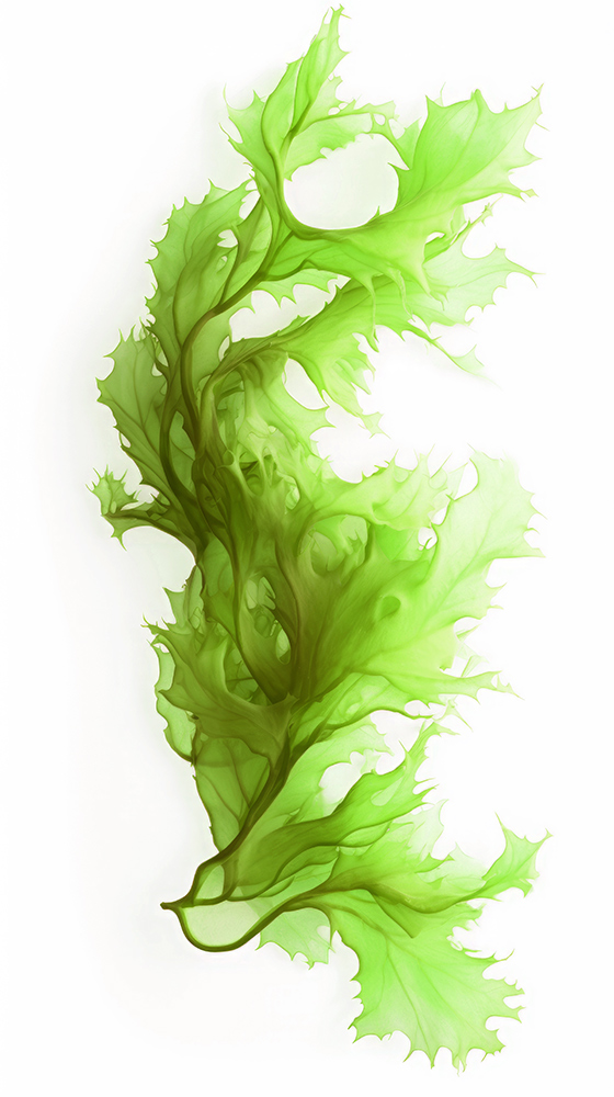 algae