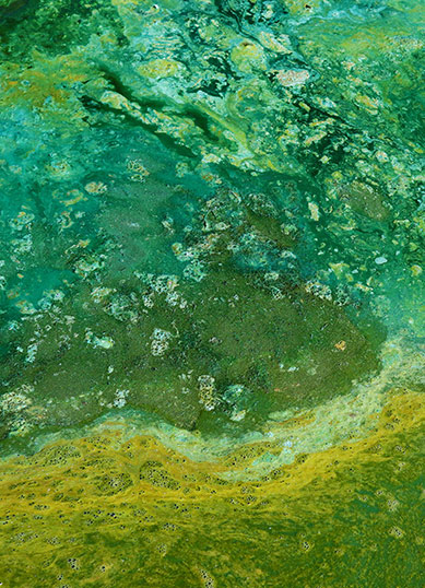 algae and water