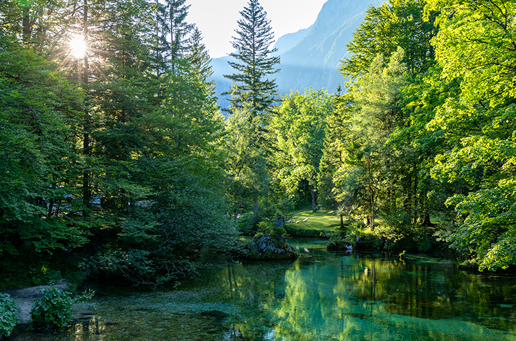 pond in woods